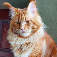 Kumir