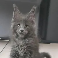 Boy 4 (Blue)