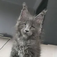 Boy 4 (Blue)