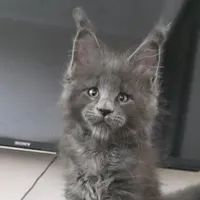 Boy 4 (Blue)