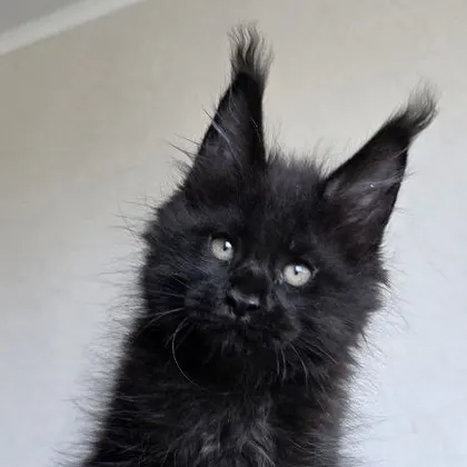 Boy 5 (Black) — 02.08.2026