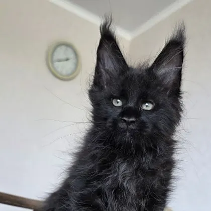 Boy 6 (Black) — 02.08.2026