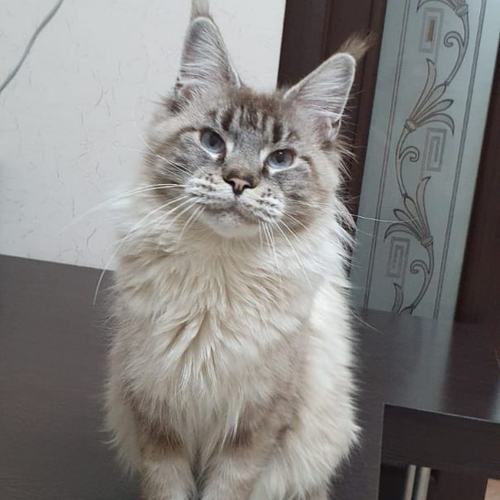 Alice