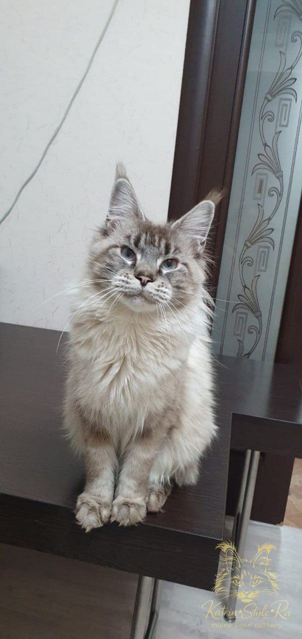 Alice