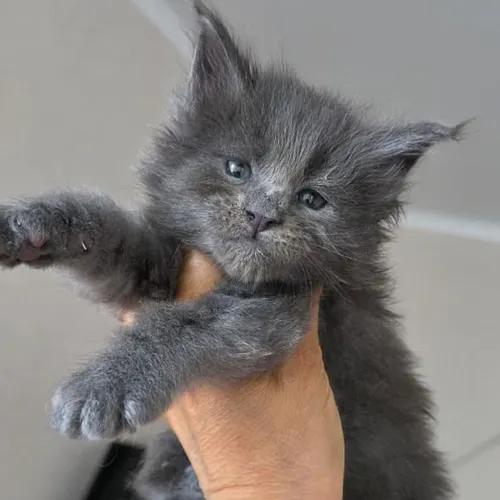 Boy 1 (blue)