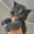 Boy 3 (Blue)