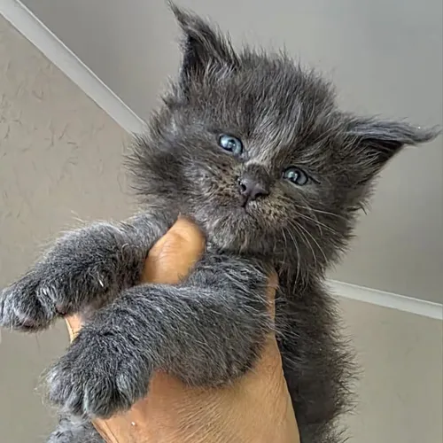 Boy 3 (Blue)