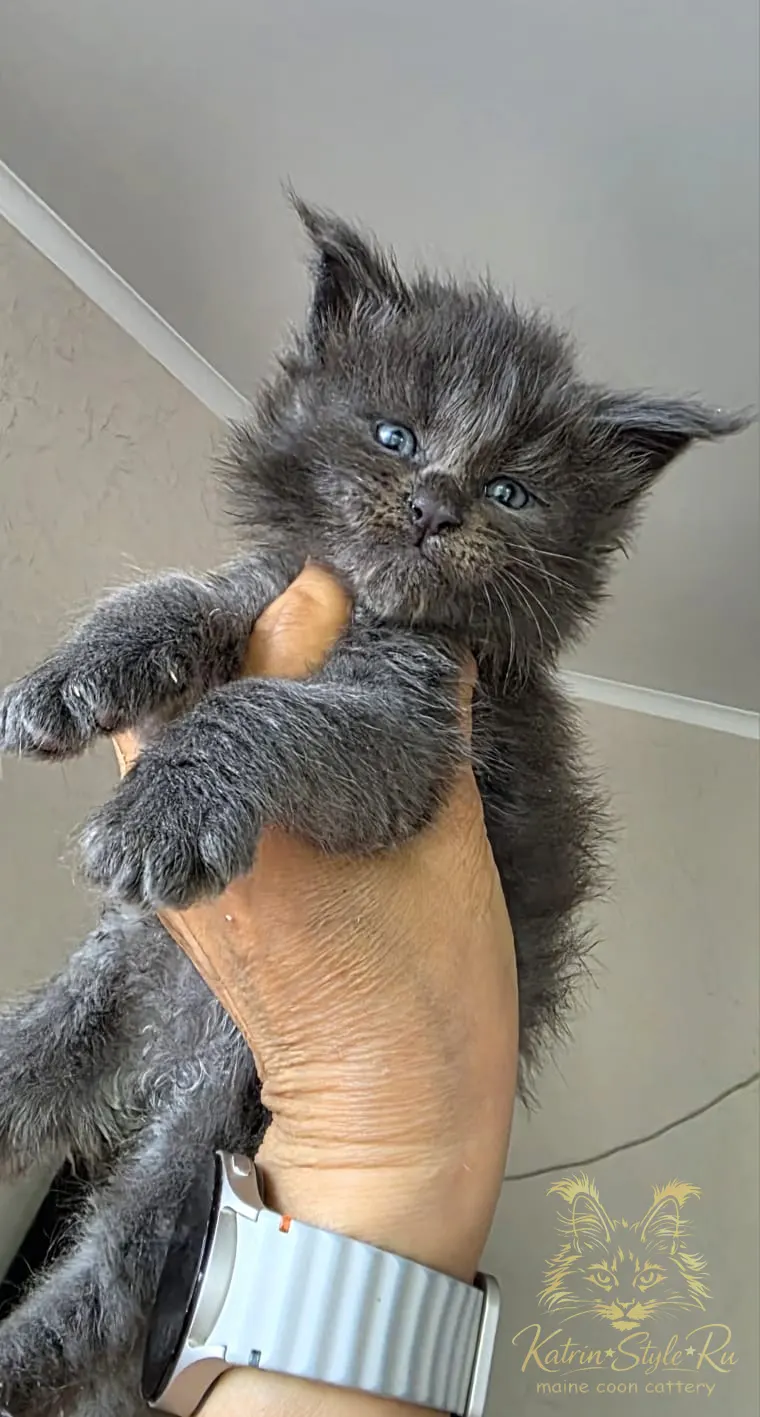 Boy 3 (Blue)