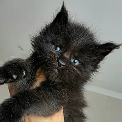 Boy 5 (Black) — 23.06.2026