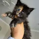 Girl 1 (Tortoiseshell)