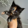 Girl 1 (Tortoiseshell)