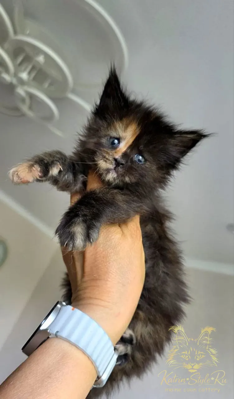 Girl 1 (Tortoiseshell)