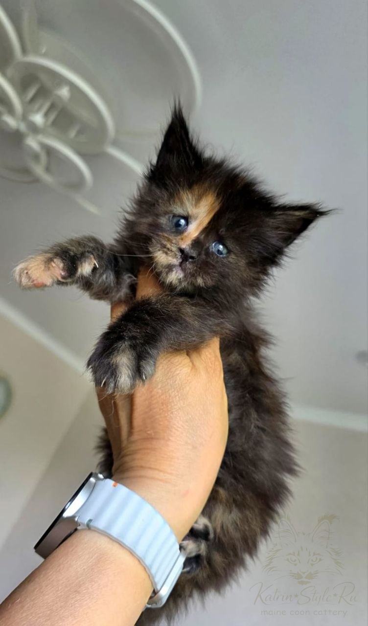 Girl 1 (Tortoiseshell)