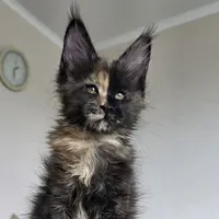 Girl 1 (Tortoiseshell)
