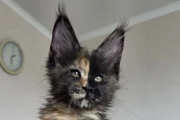 Maine Coon: Pros and Cons of the Breed, Children and Other Animals