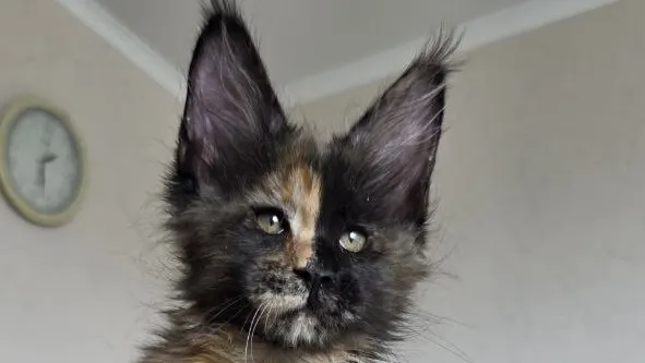 Maine Coon: Pros and Cons of the Breed, Children and Other Animals