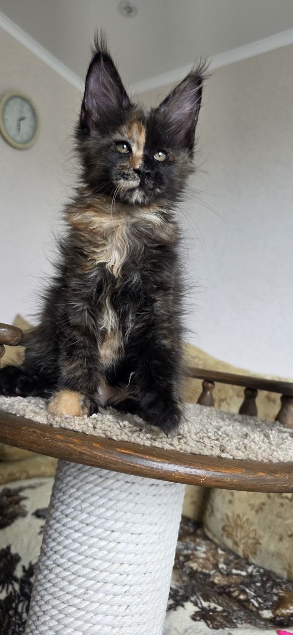Котёнок мейн-куна