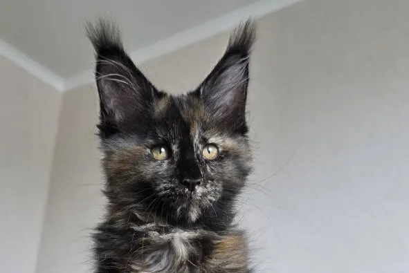 How Much Does a Maine Coon Cost: What Determines a Kitten's Price