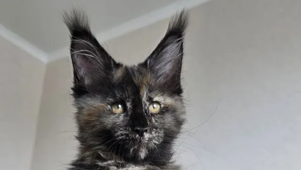 How Much Does a Maine Coon Cost: What Determines a Kitten's Price