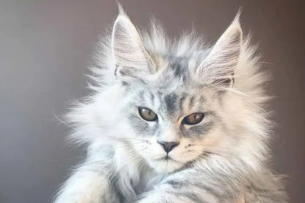 How to choose a Maine Coon kitten