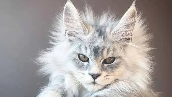 如何挑选缅因猫幼猫