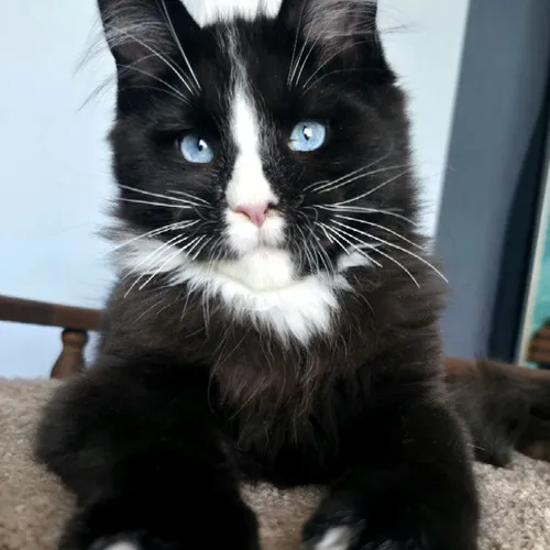 Sapphire King