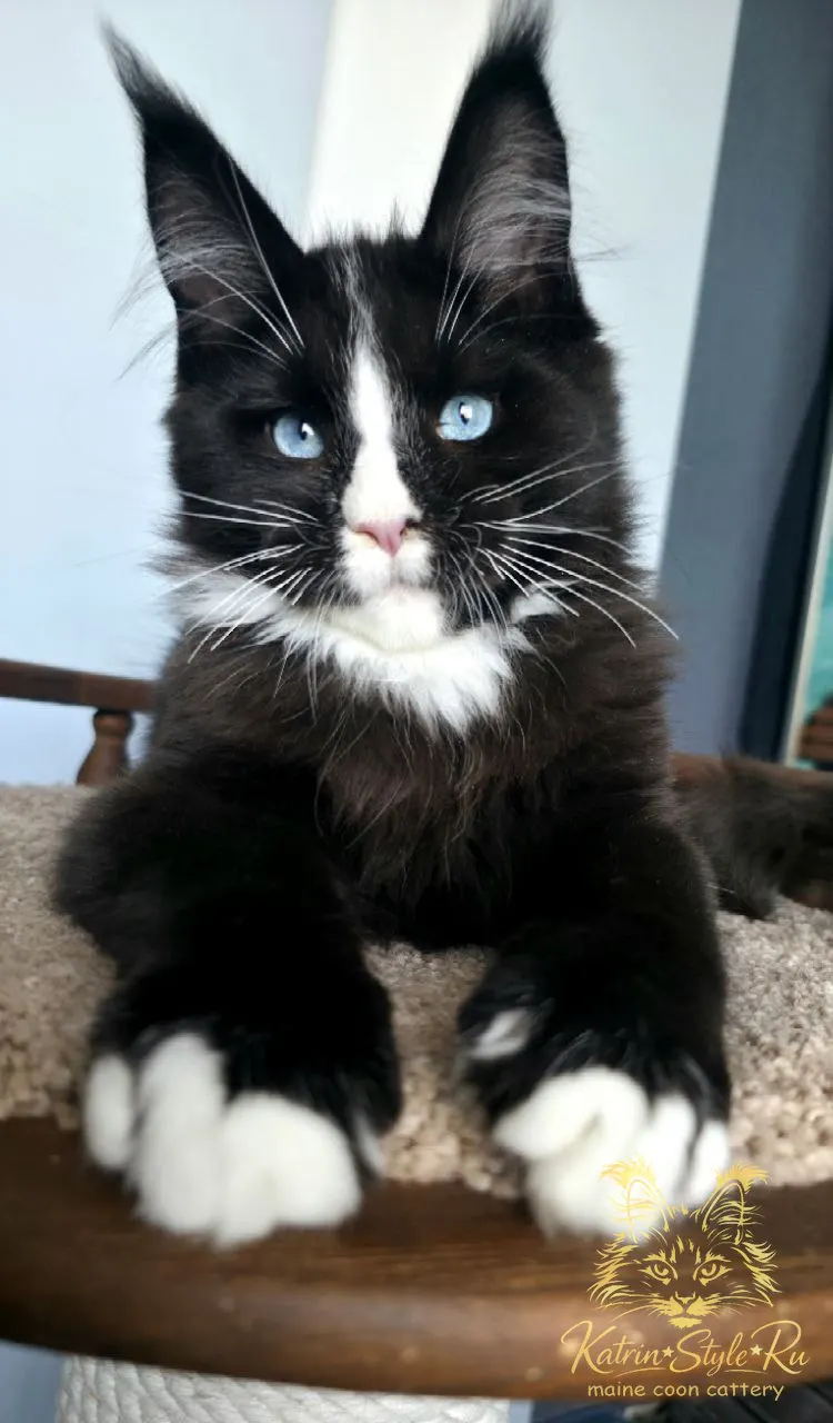 Sapphire King