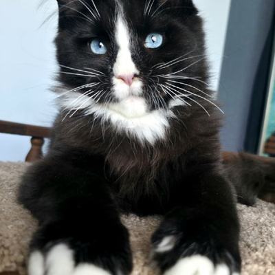 KatrinStyleRu Sapphire King