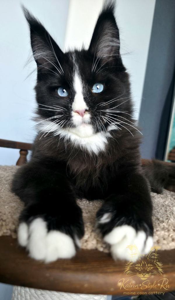 KatrinStyleRu Sapphire King