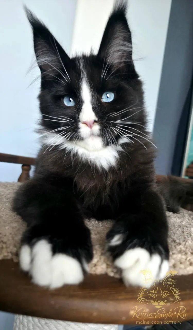 Sapphire King