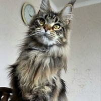 Hanna