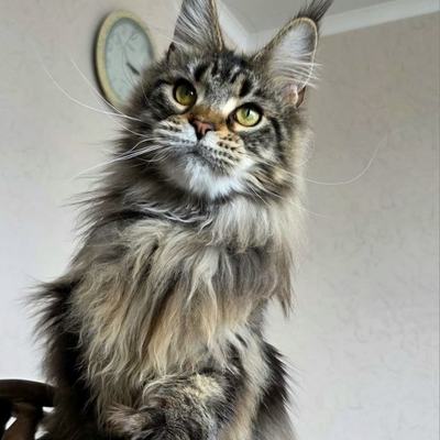 https://t.me/katrinstylecattery/137