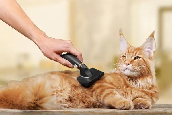 Maine Coon Coat Care