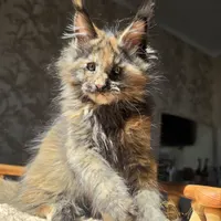 Balerina Katrin Style*Ru