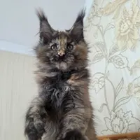 Balerina Katrin Style*Ru
