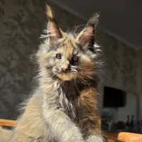 Balerina Katrin Style*Ru