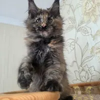 Balerina Katrin Style*Ru