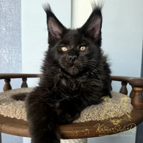 Bernard Katrin Style*Ru — котёнок мейн-кун, Ростов-на-Дону
