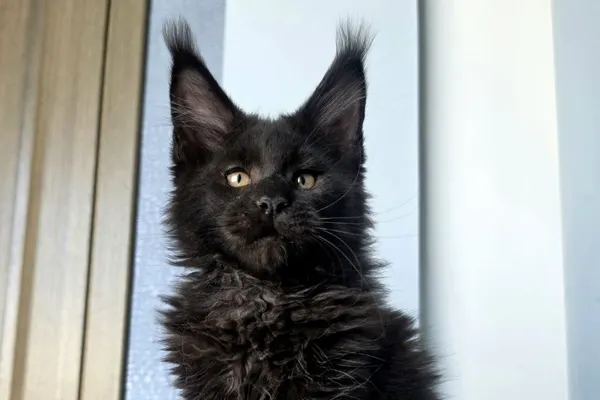 Maine Coon Size and Weight: Monthly Chart and the Truth About 'The Biggest Cats'