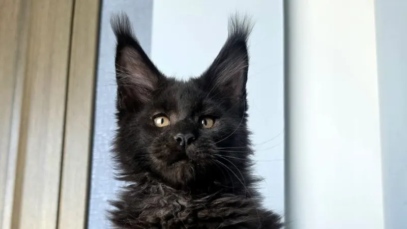 Maine Coon Size and Weight: Monthly Chart and the Truth About 'The Biggest Cats'