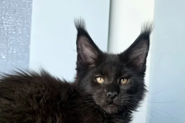 17 Facts About Maine Coons That Surprise Even Owners