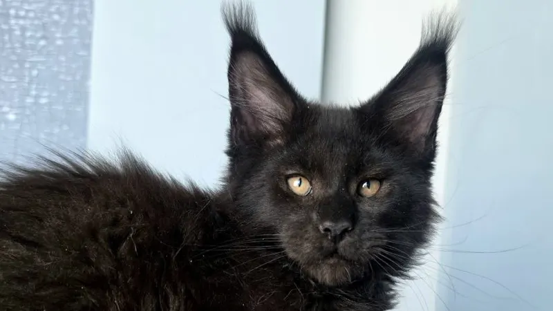 17 Facts About Maine Coons That Surprise Even Owners