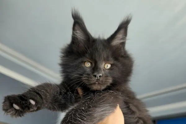 Maine Coon Lifespan and Health Issues: HCM, SMA, PKD, and Dysplasia