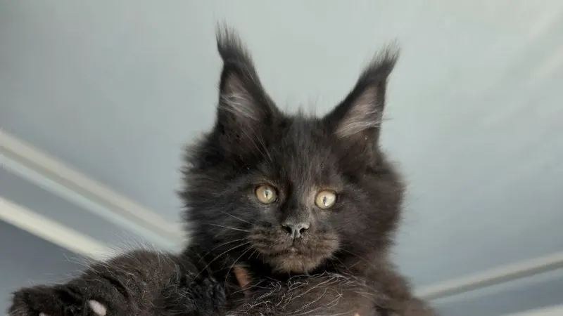 Maine Coon Lifespan and Health Issues: HCM, SMA, PKD, and Dysplasia