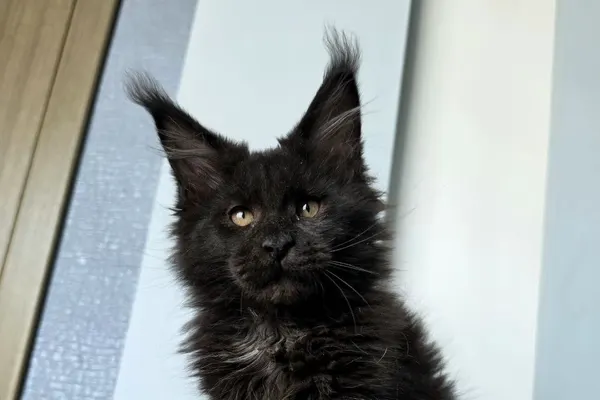 What to Feed a Maine Coon: Kitten and Adult Cat Diet