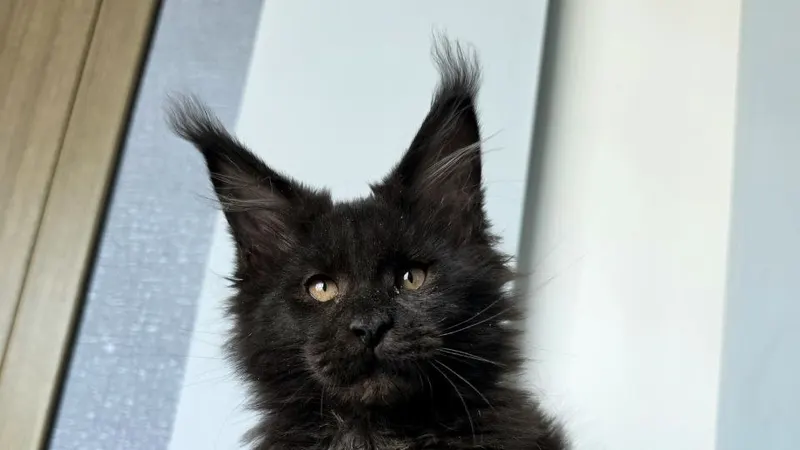 What to Feed a Maine Coon: Kitten and Adult Cat Diet