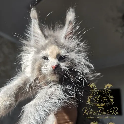 Blue Moon Katrin Style*Ru — котёнок мейн-кун, Ростов-на-Дону