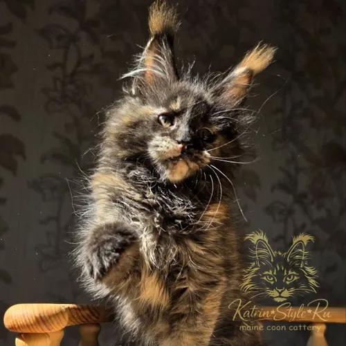 Brilliance Katrin Style*Ru — котёнок мейн-кун, Ростов-на-Дону