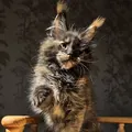 Brilliance Katrin Style*Ru