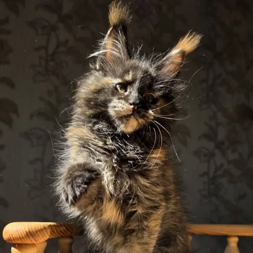 Brilliance Katrin Style*Ru